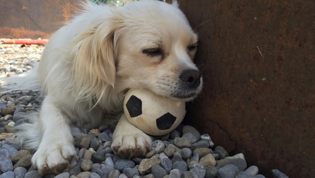 Nein, diesen Ball würde ich weder dem Monsieur Platini verkaufen noch dem Sepp Blatter. 