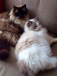 Taby (links) und Sheila auf dem Sofa. 